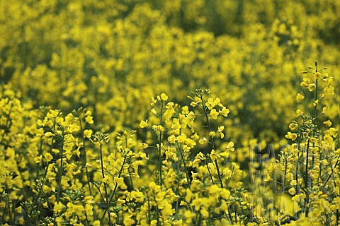 Oilseed_rape_Brassica_napus_oleifera_A_field_of_yellow_flowering_oil_seed_rape