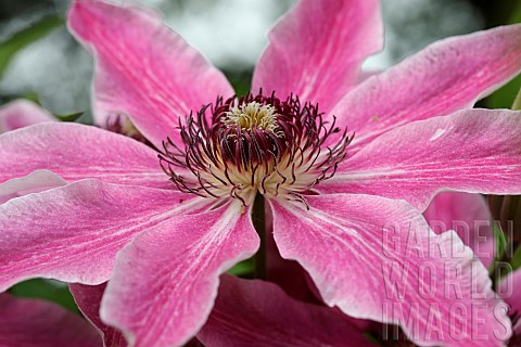 Clematis_Single_open_flower_showing_the_pink_petals_and_central_hub_of_stamens