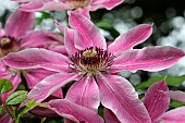 Clematis, Single open flower showing the pink petals and central hub of stamens.