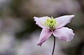 Clematis, Clematis montana Wilsonii, Single mauve coloured flower gropwing outdoor.