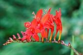 Crocosmia, Montbretia Lucifer, Crocosmia Lucifer,  Arching flower head of red coloured flower against a muted green background.