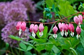 Bleeding heart, Lamprocapnos spectabilis, Red flowers growing outdoor.