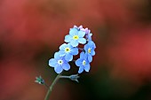 Forget-me-not, Myosotis arvensis,  Single blue flower against a dark red background.