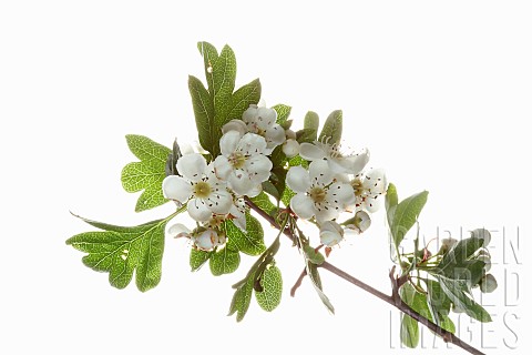 Hawthorn_Common_hawthorn_Crataegus_monogyna_Studio_shot_of_branch_with_white_flowers