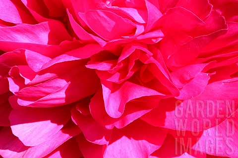 Peony_Paeonia_Close_up_pink_coloured_flower_head_giving_an_abtract_effect