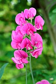 Sweet pea, Everlasting sweet pea, Lathyrus latifolius, Stems of pink flowers growing outdoor.