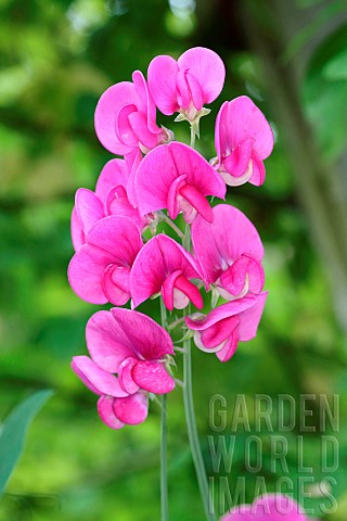 Sweet_pea_Everlasting_sweet_pea_Lathyrus_latifolius_Stems_of_pink_flowers_growing_outdoor