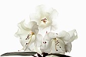 Rhododendron, Studio shot of white flowers on a stem against a pure white background.