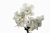 Rhododendron, Studio shot of white flowers on a stem against a pure white background.