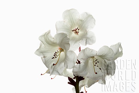 Rhododendron_Studio_shot_of_white_flowers_on_a_stem_against_a_pure_white_background