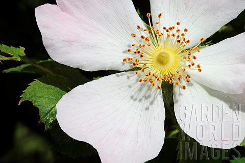 Rose_Dog_rose_Rosa_canina_Single_open_flat_white_with_pale_pink_flower_growing_outdoor_showing_stame