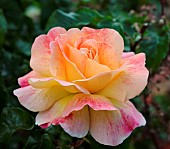 Rose, Rosa, Single peach coloured flower growing outdoor.