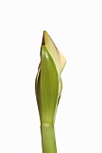 Amaryllis, Amaryllidaceae Hippeastrum, breaking flower head on stem against a pure white background.