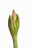 Amaryllis, Amaryllidaceae Hippeastrum, breaking flower head on stem against a pure white background.