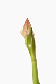 Amaryllis, Amaryllidaceae Hippeastrum, breaking flower head on stem against a pure white background.