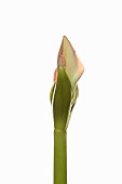 Amaryllis, Amaryllidaceae Hippeastrum, breaking flower head on stem against a pure white background.