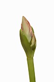 Amaryllis, Amaryllidaceae Hippeastrum, breaking flower head on stem against a pure white background.