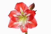 Amaryllis, Amaryllidaceae Hippeastrum, deep pink flower heads on stem against a pure white background.