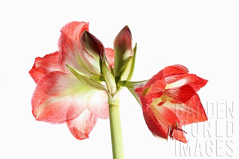 Amaryllis_Amaryllidaceae_Hippeastrum_deep_pink_flower_heads_side_view_on_stem_against_a_pure_white_b