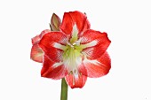 Amaryllis, Amaryllidaceae Hippeastrum, deep pink flower heads on stem against a pure white background.