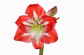 Amaryllis, Amaryllidaceae Hippeastrum, deep pink flower heads on stem against a pure white background.