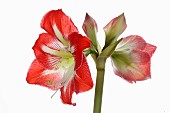 Amaryllis, Amaryllidaceae Hippeastrum, deep pink flower heads on stem against a pure white background.