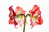 Amaryllis, Amaryllidaceae Hippeastrum, deep pink flower heads on stem against a pure white background.