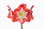 Amaryllis, Amaryllidaceae Hippeastrum, deep pink flower heads on stem against a pure white background.