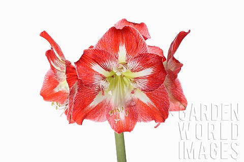 Amaryllis_Amaryllidaceae_Hippeastrum_deep_pink_flower_heads_on_stem_against_a_pure_white_background