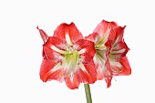 Amaryllis, Amaryllidaceae Hippeastrum, deep pink flower heads on stem against a pure white background.