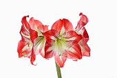 Amaryllis, Amaryllidaceae Hippeastrum, deep pink flower heads on stem against a pure white background.