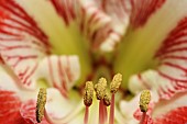 Amaryllis, Amaryllidaceae Hippeastrum, front view close up of open flower head showing stamen.