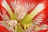 Amaryllis, Amaryllidaceae Hippeastrum, front view close up of open flower head showing stamen.