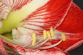 Amaryllis, Amaryllidaceae Hippeastrum, close up of open flower head showing filaments and stamen.