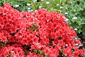 Azalea, deep pink azalea in full flower.