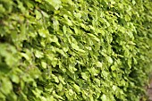 Beech hedge, Fagus Sylvatica, View along a mature hedge showing fresh green leaves.