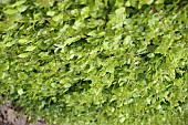 Beech hedge, Fagus Sylvatica, View along a mature hedge showing fresh green leaves.