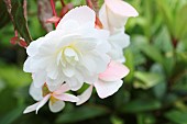 Begonia, Hanging open white flower head with a touch of yellow in the centre.