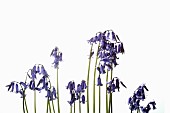Bluebell, English bluebell, Hyacinthoides non-scripta, Stems and pale blue flower heads shown against a pure white background.