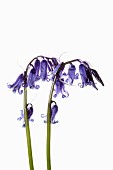 Bluebell, English bluebell, Hyacinthoides non-scripta, 2 stems and pale blue flower heads shown against a pure white background.