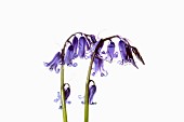 Bluebell, English bluebell, Hyacinthoides non-scripta, 2 stems and pale blue flower heads shown against a pure white background.