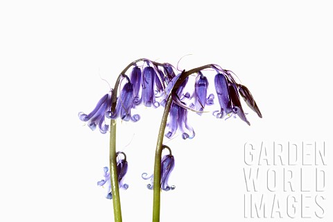 Bluebell_English_bluebell_Hyacinthoides_nonscripta_2_stems_and_pale_blue_flower_heads_shown_against_