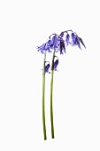 Bluebell, English bluebell, Hyacinthoides non-scripta, 2 stems and pale blue flower heads shown against a pure white background.
