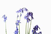 Bluebell, English bluebell, Hyacinthoides non-scripta, Stems and pale blue flower heads shown against a pure white background.