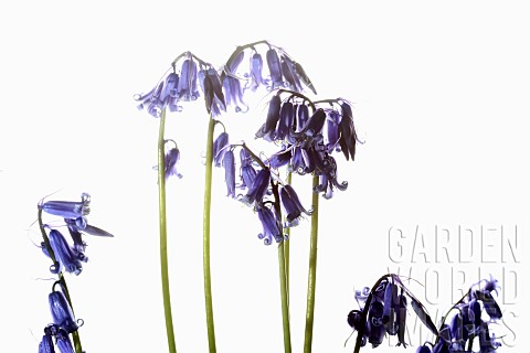 Bluebell_English_bluebell_Hyacinthoides_nonscripta_Stems_and_pale_blue_flower_heads_shown_against_a_