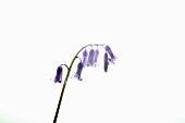 Bluebell, English bluebell, Hyacinthoides non-scripta, Single stem and pale blue flower head shown against a pure white background.
