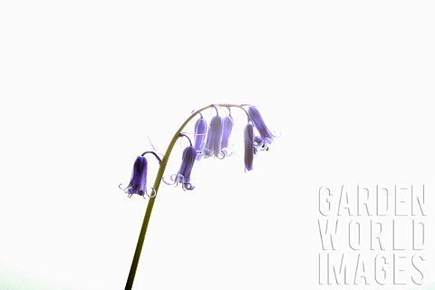 Bluebell_English_bluebell_Hyacinthoides_nonscripta_Single_stem_and_pale_blue_flower_head_shown_again