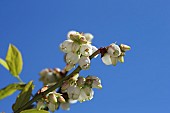 Blueberry, Vaccinium, Stem of bush showing open flowers.