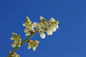 Blueberry, Vaccinium, Stem of bush showing flowers in various stages of opening.