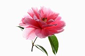 Camellia, Single pink camellia flower with leaves on a short stem shown against a pure white background.